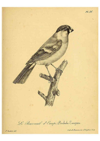 Reproducción/Reproduction 6002463464: La galerie des oiseaux Paris :Carpentier-Méricourt,1834