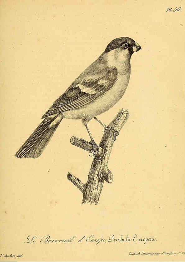 Reproducción/Reproduction 6002463464: La galerie des oiseaux Paris :Carpentier-Méricourt,1834