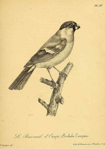 Reproducción/Reproduction 6002463464: La galerie des oiseaux Paris :Carpentier-Méricourt,1834