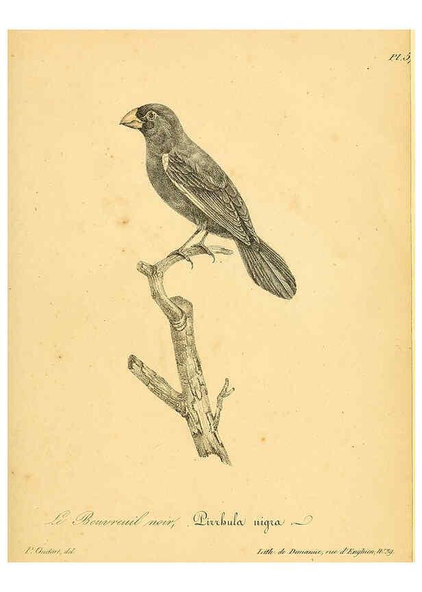 Reproducción/Reproduction 6002463808: La galerie des oiseaux Paris :Carpentier-Méricourt,1834