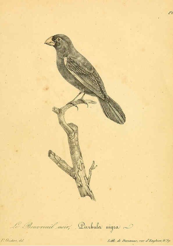 Reproducción/Reproduction 6002463808: La galerie des oiseaux Paris :Carpentier-Méricourt,1834