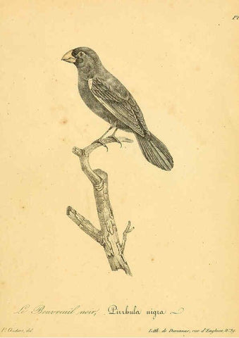 Reproducción/Reproduction 6002463808: La galerie des oiseaux Paris :Carpentier-Méricourt,1834