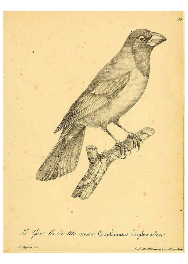 Reproducción/Reproduction 6002464326: La galerie des oiseaux Paris :Carpentier-Méricourt,1834