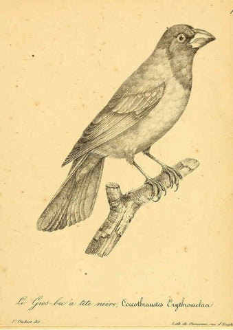 Reproducción/Reproduction 6002464326: La galerie des oiseaux Paris :Carpentier-Méricourt,1834