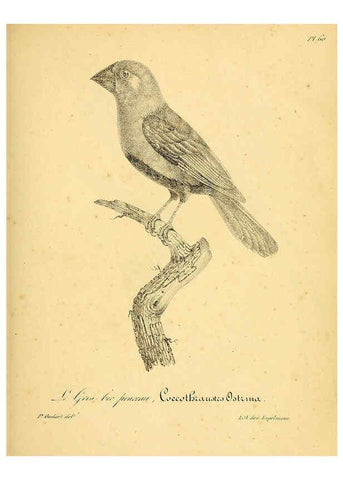 Reproducción/Reproduction 6001916575: La galerie des oiseaux Paris :Carpentier-Méricourt,1834
