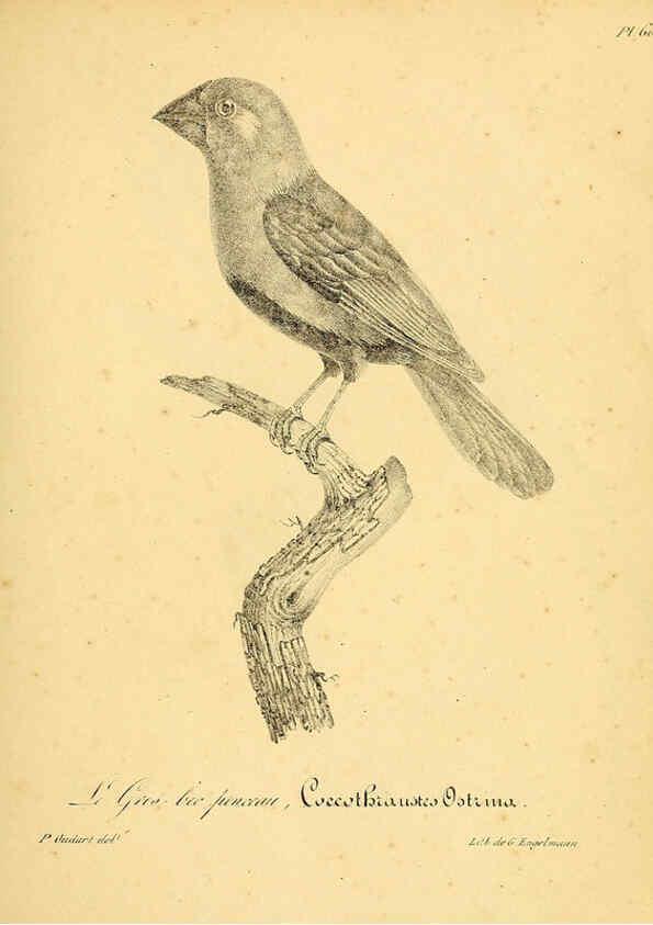 Reproducción/Reproduction 6001916575: La galerie des oiseaux Paris :Carpentier-Méricourt,1834