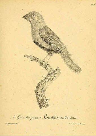 Reproducción/Reproduction 6001916575: La galerie des oiseaux Paris :Carpentier-Méricourt,1834