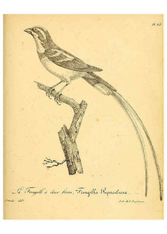 Reproducción/Reproduction 6002465024: La galerie des oiseaux Paris :Carpentier-Méricourt,1834