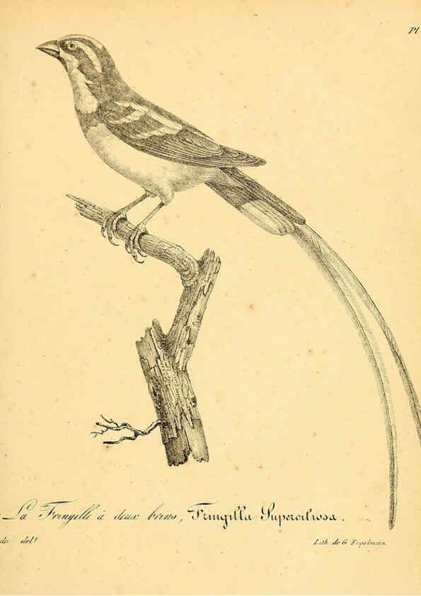 Reproducción/Reproduction 6002465024: La galerie des oiseaux Paris :Carpentier-Méricourt,1834