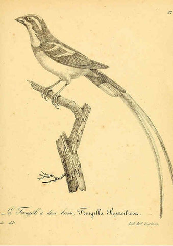 Reproducción/Reproduction 6002465024: La galerie des oiseaux Paris :Carpentier-Méricourt,1834