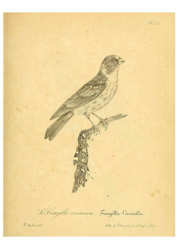 Reproducción/Reproduction 6002465366: La galerie des oiseaux Paris :Carpentier-Méricourt,1834