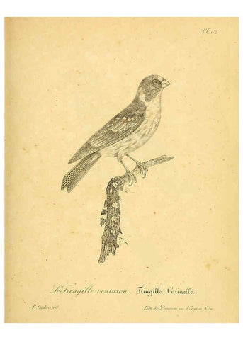 Reproducción/Reproduction 6002465366: La galerie des oiseaux Paris :Carpentier-Méricourt,1834