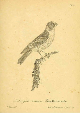 Reproducción/Reproduction 6002465366: La galerie des oiseaux Paris :Carpentier-Méricourt,1834