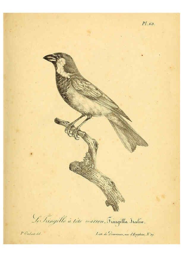 Reproducción/Reproduction 6001917491: La galerie des oiseaux Paris :Carpentier-Méricourt,1834