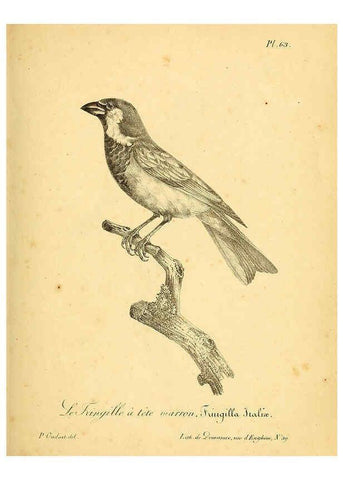 Reproducción/Reproduction 6001917491: La galerie des oiseaux Paris :Carpentier-Méricourt,1834