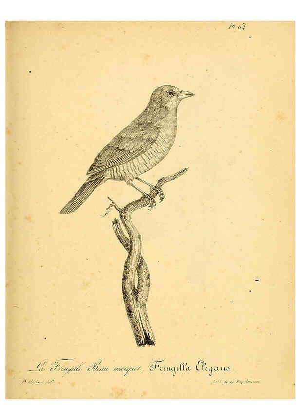 Reproducción/Reproduction 6002465876: La galerie des oiseaux Paris :Carpentier-Méricourt,1834
