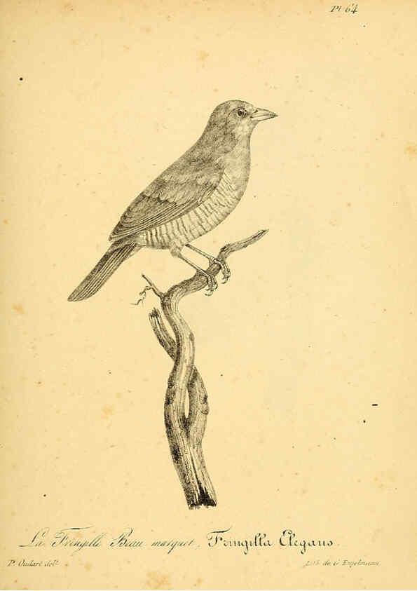 Reproducción/Reproduction 6002465876: La galerie des oiseaux Paris :Carpentier-Méricourt,1834
