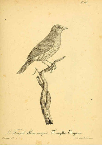 Reproducción/Reproduction 6002465876: La galerie des oiseaux Paris :Carpentier-Méricourt,1834