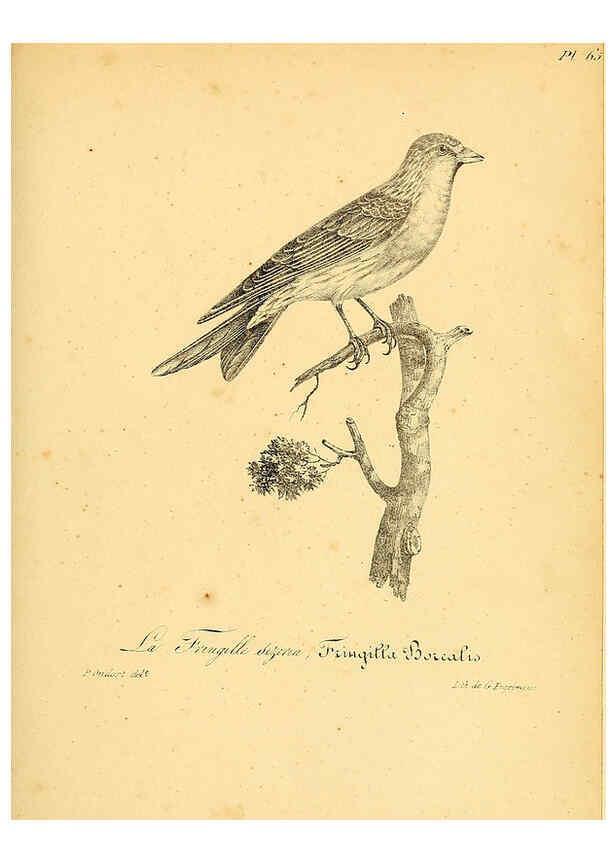 Reproducción/Reproduction 6001918057: La galerie des oiseaux Paris :Carpentier-Méricourt,1834
