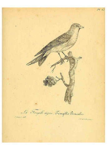 Reproducción/Reproduction 6001918057: La galerie des oiseaux Paris :Carpentier-Méricourt,1834