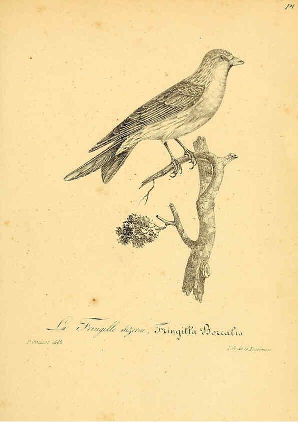 Reproducción/Reproduction 6001918057: La galerie des oiseaux Paris :Carpentier-Méricourt,1834