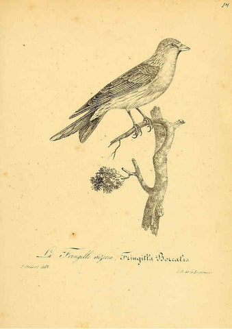 Reproducción/Reproduction 6001918057: La galerie des oiseaux Paris :Carpentier-Méricourt,1834