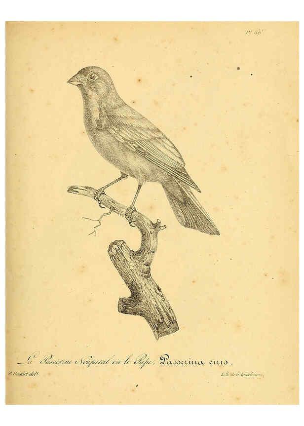 Reproducción/Reproduction 6001918587: La galerie des oiseaux Paris :Carpentier-Méricourt,1834