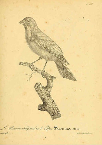 Reproducción/Reproduction 6001918587: La galerie des oiseaux Paris :Carpentier-Méricourt,1834