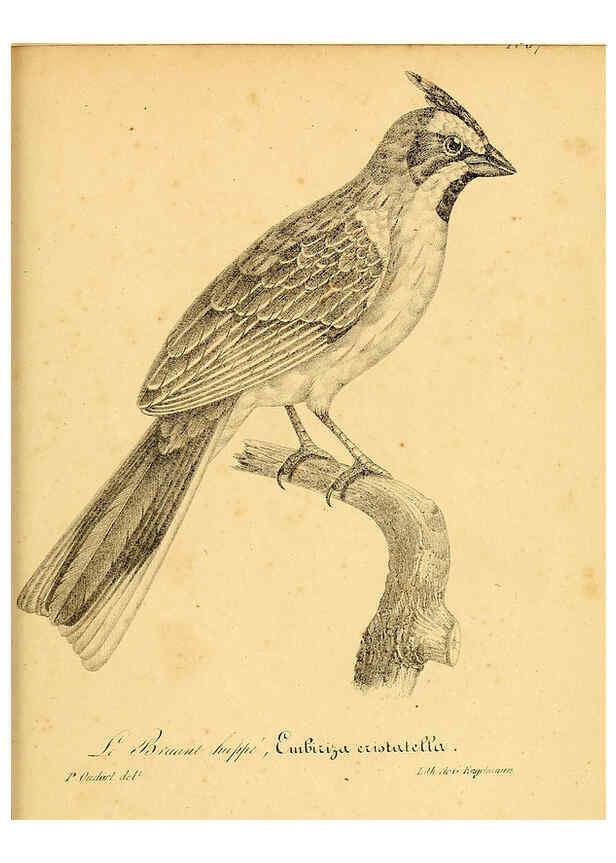 Reproducción/Reproduction 6001919101: La galerie des oiseaux Paris :Carpentier-Méricourt,1834