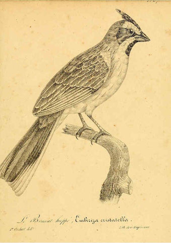 Reproducción/Reproduction 6001919101: La galerie des oiseaux Paris :Carpentier-Méricourt,1834