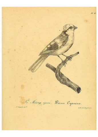 Reproducción/Reproduction 6001919651: La galerie des oiseaux Paris :Carpentier-Méricourt,1834