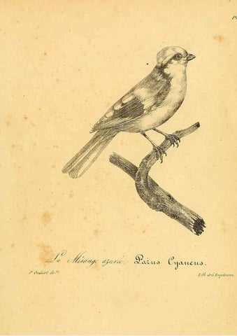 Reproducción/Reproduction 6001919651: La galerie des oiseaux Paris :Carpentier-Méricourt,1834