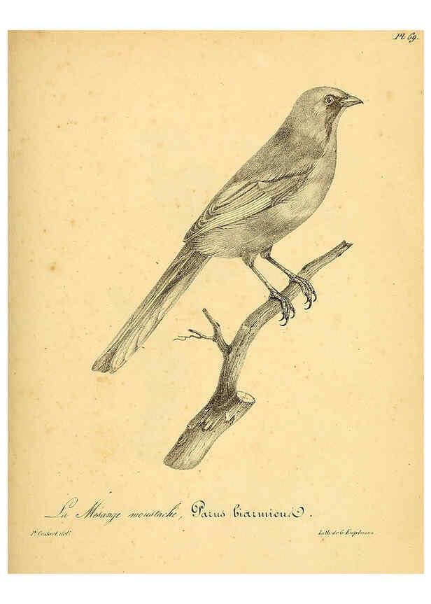 Reproducción/Reproduction 6002468140: La galerie des oiseaux Paris :Carpentier-Méricourt,1834
