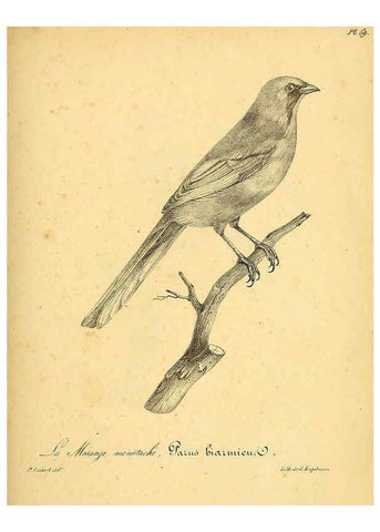 Reproducción/Reproduction 6002468140: La galerie des oiseaux Paris :Carpentier-Méricourt,1834