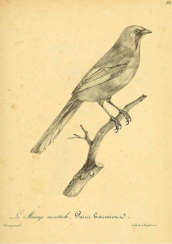 Reproducción/Reproduction 6002468140: La galerie des oiseaux Paris :Carpentier-Méricourt,1834