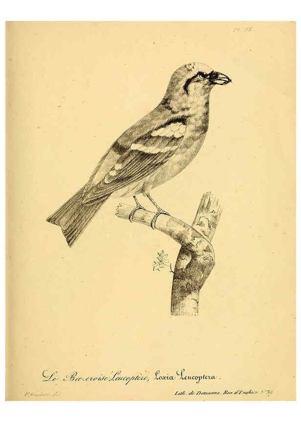 Reproducción/Reproduction 6001913993: La galerie des oiseaux Paris :Carpentier-Méricourt,1834