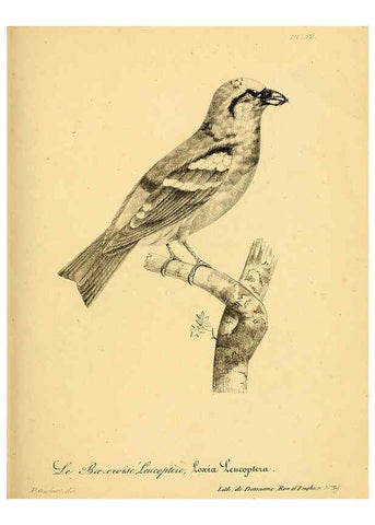 Reproducción/Reproduction 6001913993: La galerie des oiseaux Paris :Carpentier-Méricourt,1834