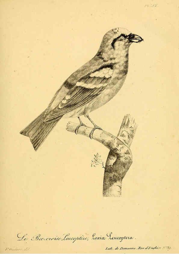 Reproducción/Reproduction 6001913993: La galerie des oiseaux Paris :Carpentier-Méricourt,1834
