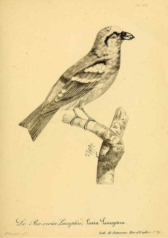 Reproducción/Reproduction 6001913993: La galerie des oiseaux Paris :Carpentier-Méricourt,1834