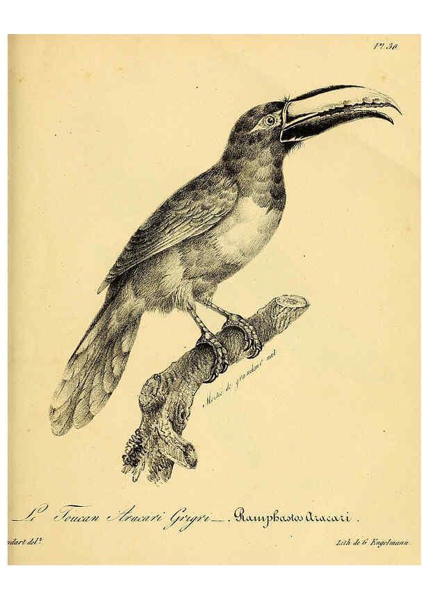 Reproducción/Reproduction 6002454880: La galerie des oiseaux Paris :Carpentier-Méricourt,1834