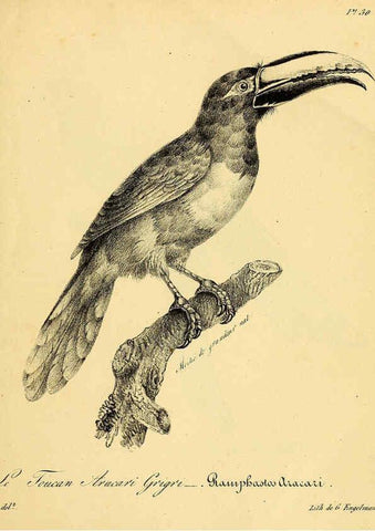 Reproducción/Reproduction 6002454880: La galerie des oiseaux Paris :Carpentier-Méricourt,1834