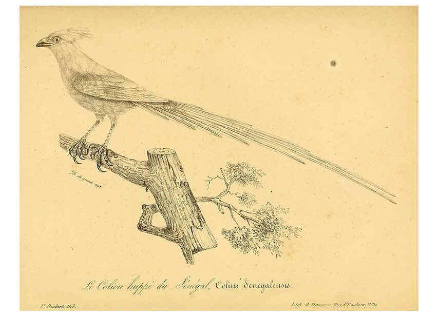 Reproducción/Reproduction 6002461654: La galerie des oiseaux Paris :Carpentier-Méricourt,1834