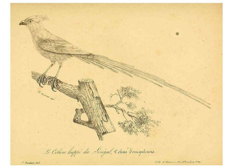 Reproducción/Reproduction 6002461654: La galerie des oiseaux Paris :Carpentier-Méricourt,1834