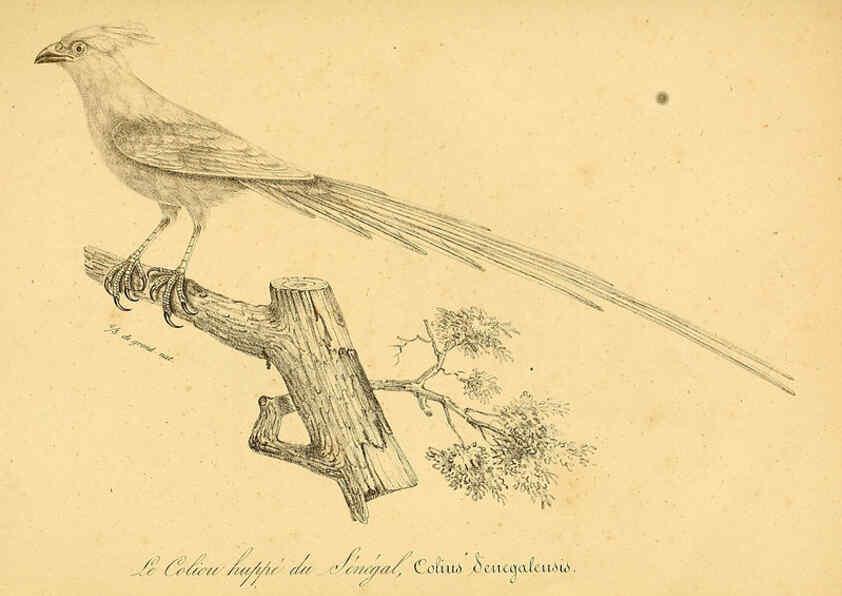 Reproducción/Reproduction 6002461654: La galerie des oiseaux Paris :Carpentier-Méricourt,1834