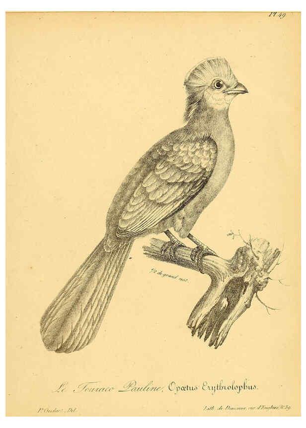 Reproducción/Reproduction 6002461070: La galerie des oiseaux Paris :Carpentier-Méricourt,1834