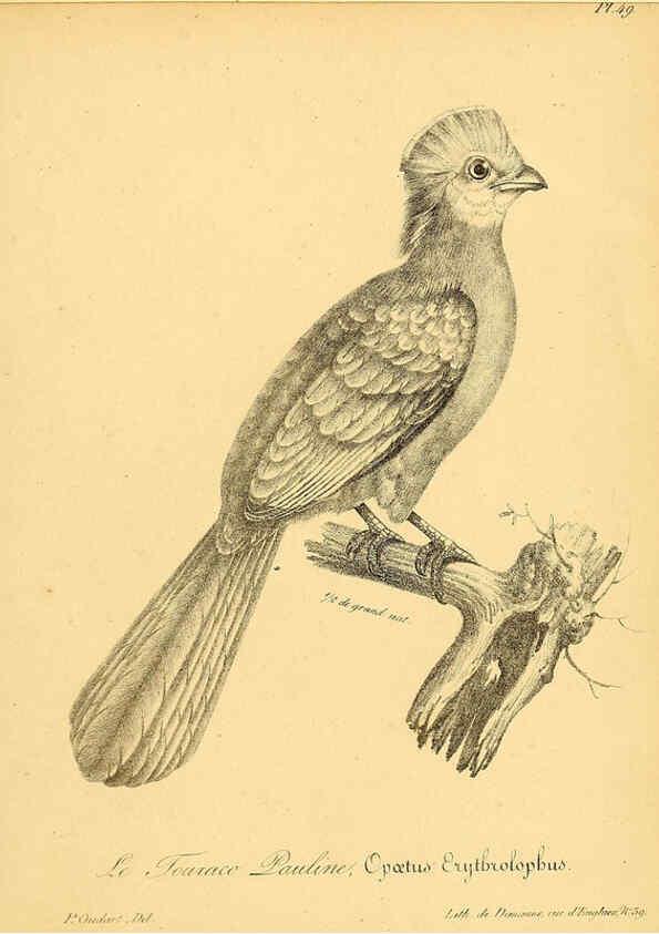 Reproducción/Reproduction 6002461070: La galerie des oiseaux Paris :Carpentier-Méricourt,1834