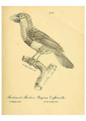 Reproducción/Reproduction 6002455440: La galerie des oiseaux Paris :Carpentier-Méricourt,1834