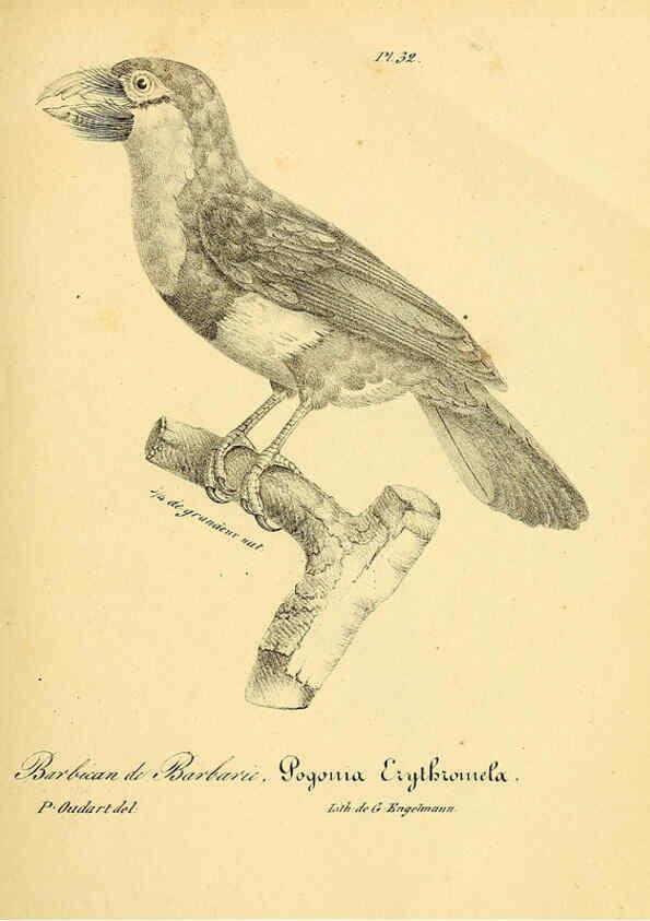 Reproducción/Reproduction 6002455440: La galerie des oiseaux Paris :Carpentier-Méricourt,1834