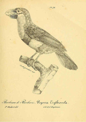 Reproducción/Reproduction 6002455440: La galerie des oiseaux Paris :Carpentier-Méricourt,1834