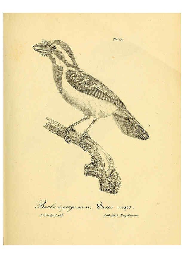 Reproducción/Reproduction 6001907445: La galerie des oiseaux Paris :Carpentier-Méricourt,1834